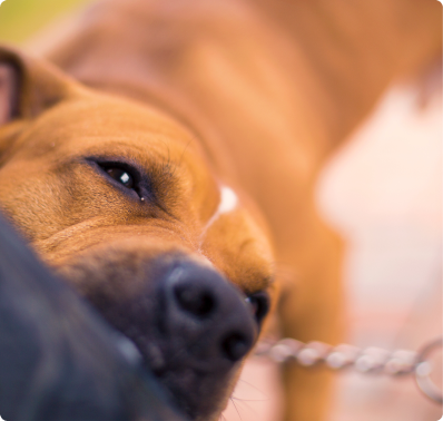 dog bite